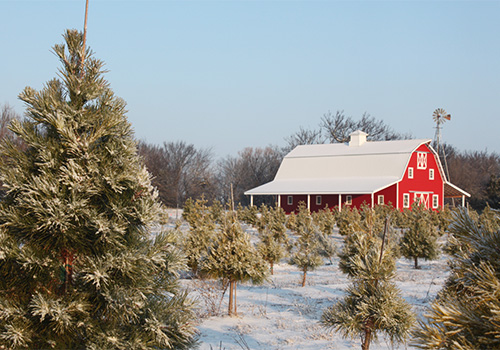 Cut-your-own Christmas Trees at Red Bird Farm in Enid, Oklahoma near the Enid Giant Christmas Tree..
