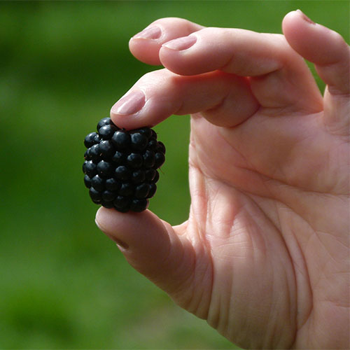 Pick-your-own Blackberries starting Summer 2020!