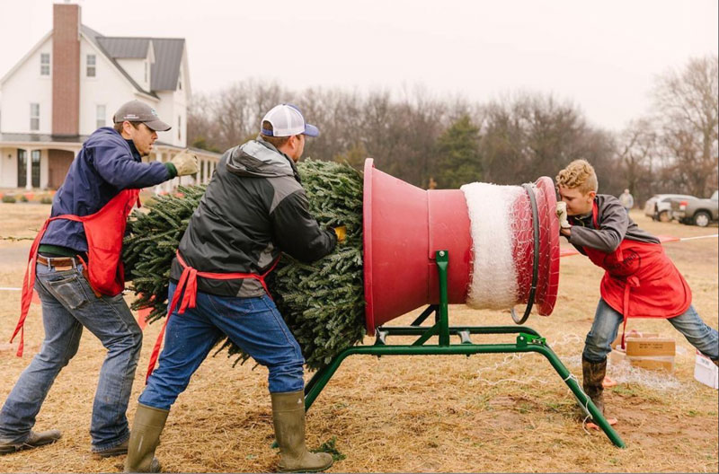 Christmas trees at Red Bird Farm Enid OK