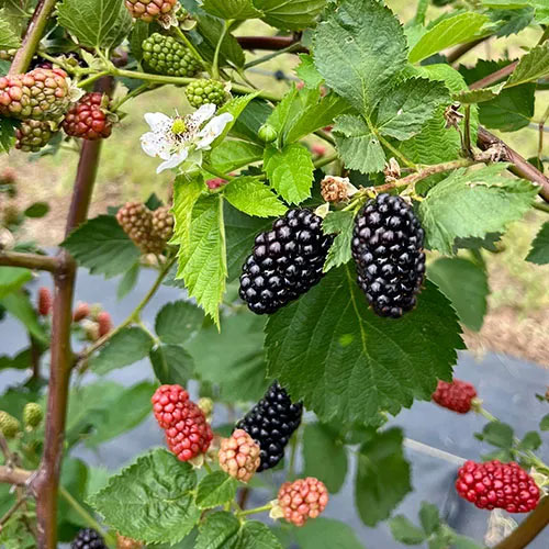 blackberries at red bird farm