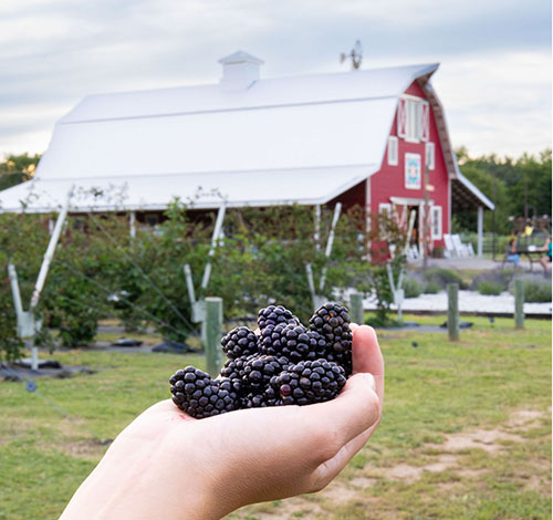 blackberries