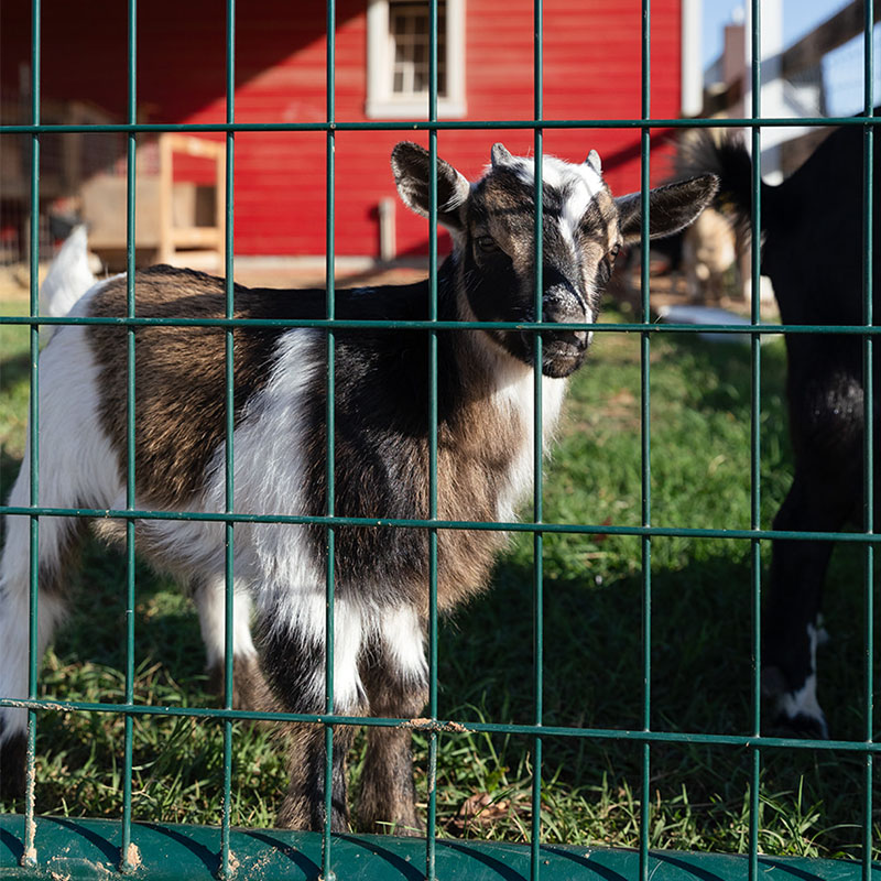 goat at red bird farm